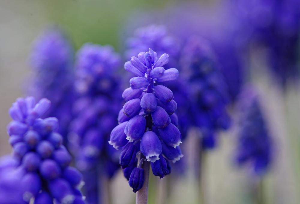 Photo of Grape Hyacinths (Muscari) uploaded by evermorelawnless