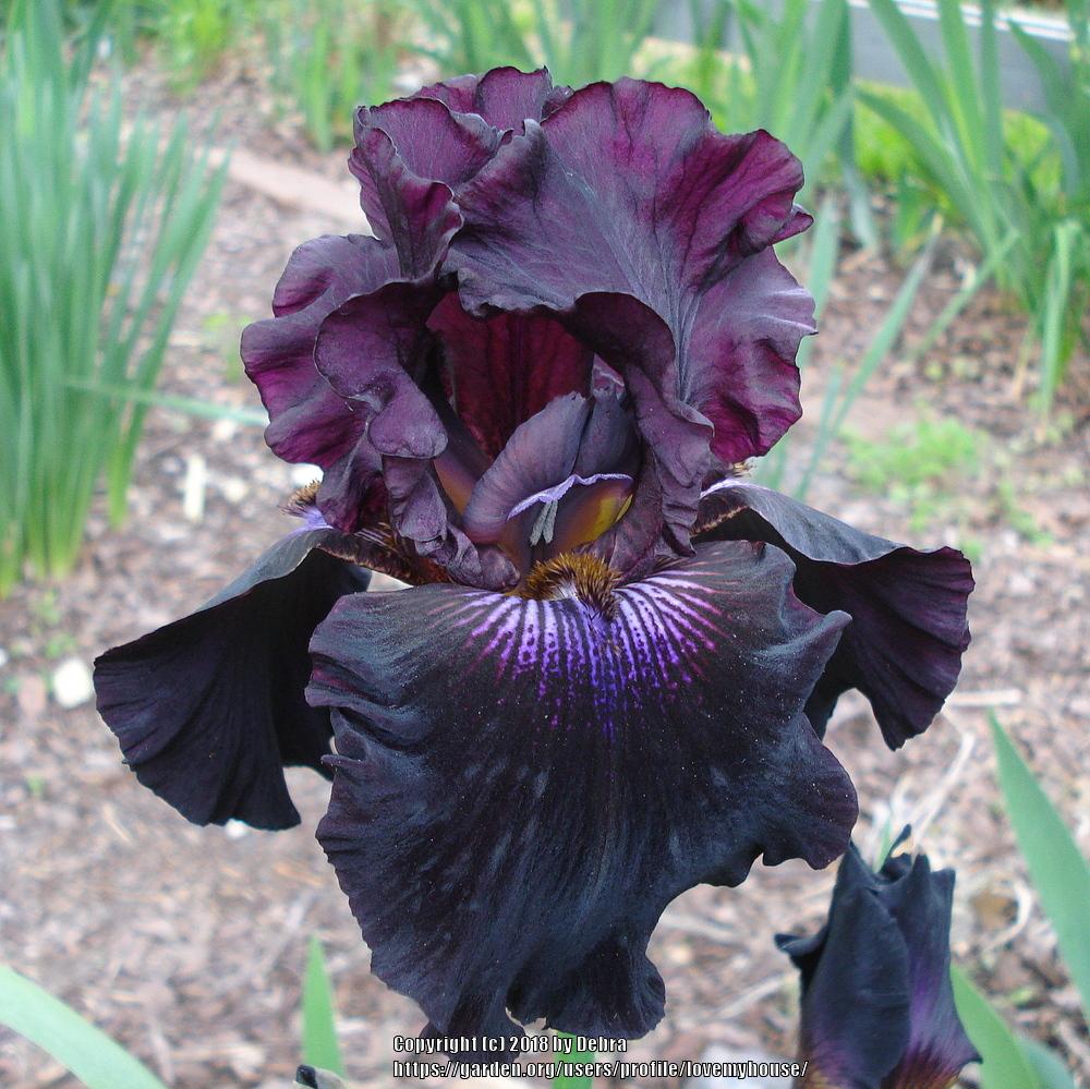Photo of Tall Bearded Iris (Iris 'Crimson Lights') uploaded by lovemyhouse