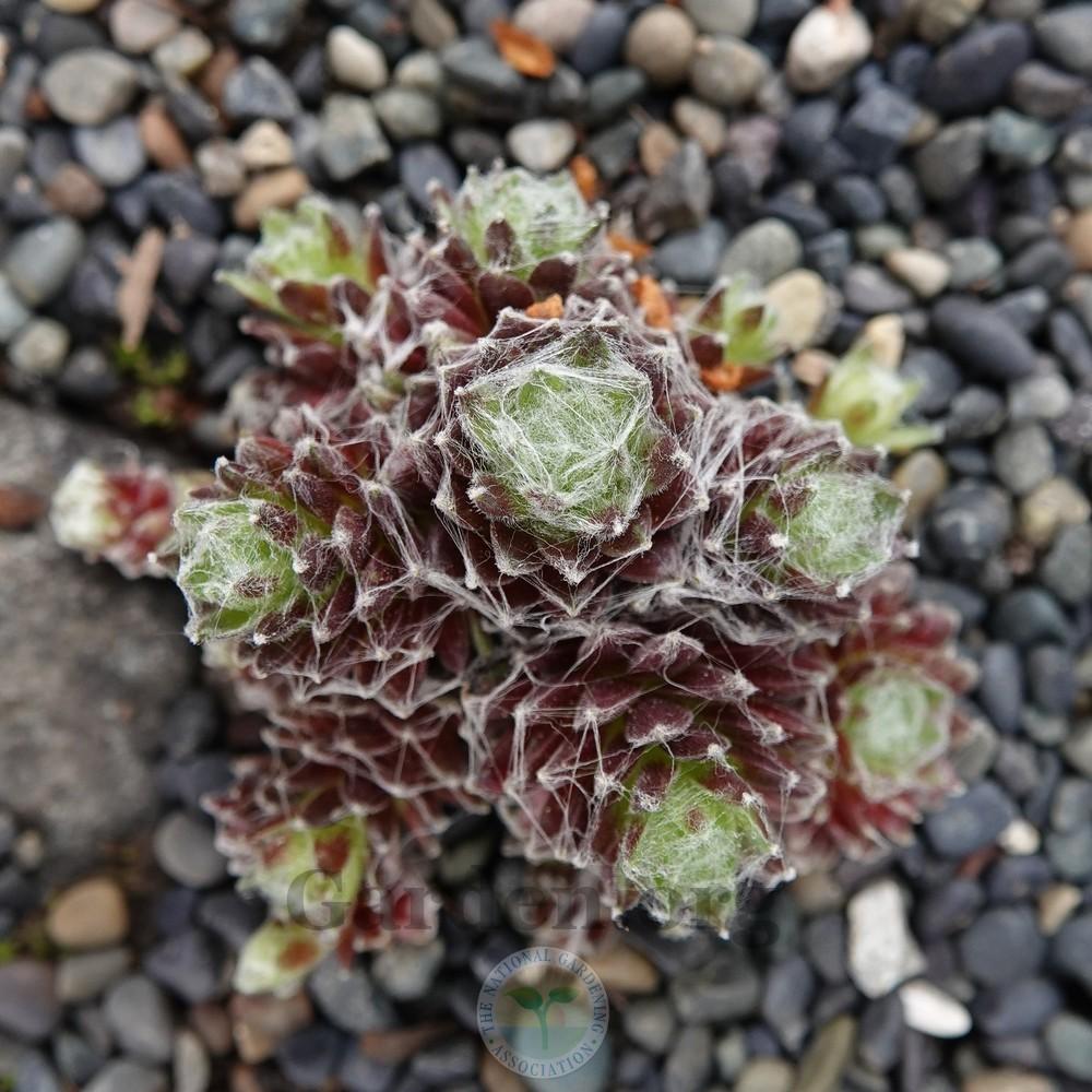 Photo of Hen and Chicks (Sempervivum 'Silver Cup') uploaded by Patty