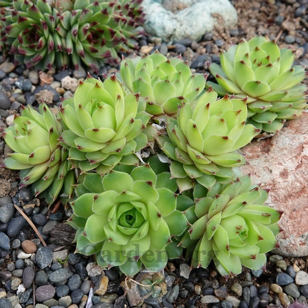 Photo of Hen-and-Chickens (Sempervivum calcareum 'Limelight') uploaded by Patty