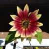 Sunflower (Helianthus) Dwarf