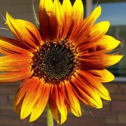 Location: Glendale, AZ
Date: 2018
Sunflower (Helianthus)