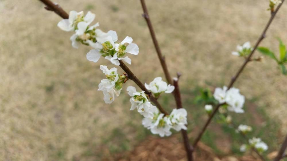 Photo of Japanese Plum (Prunus salicina 'Santa Rosa') uploaded by RobGlen