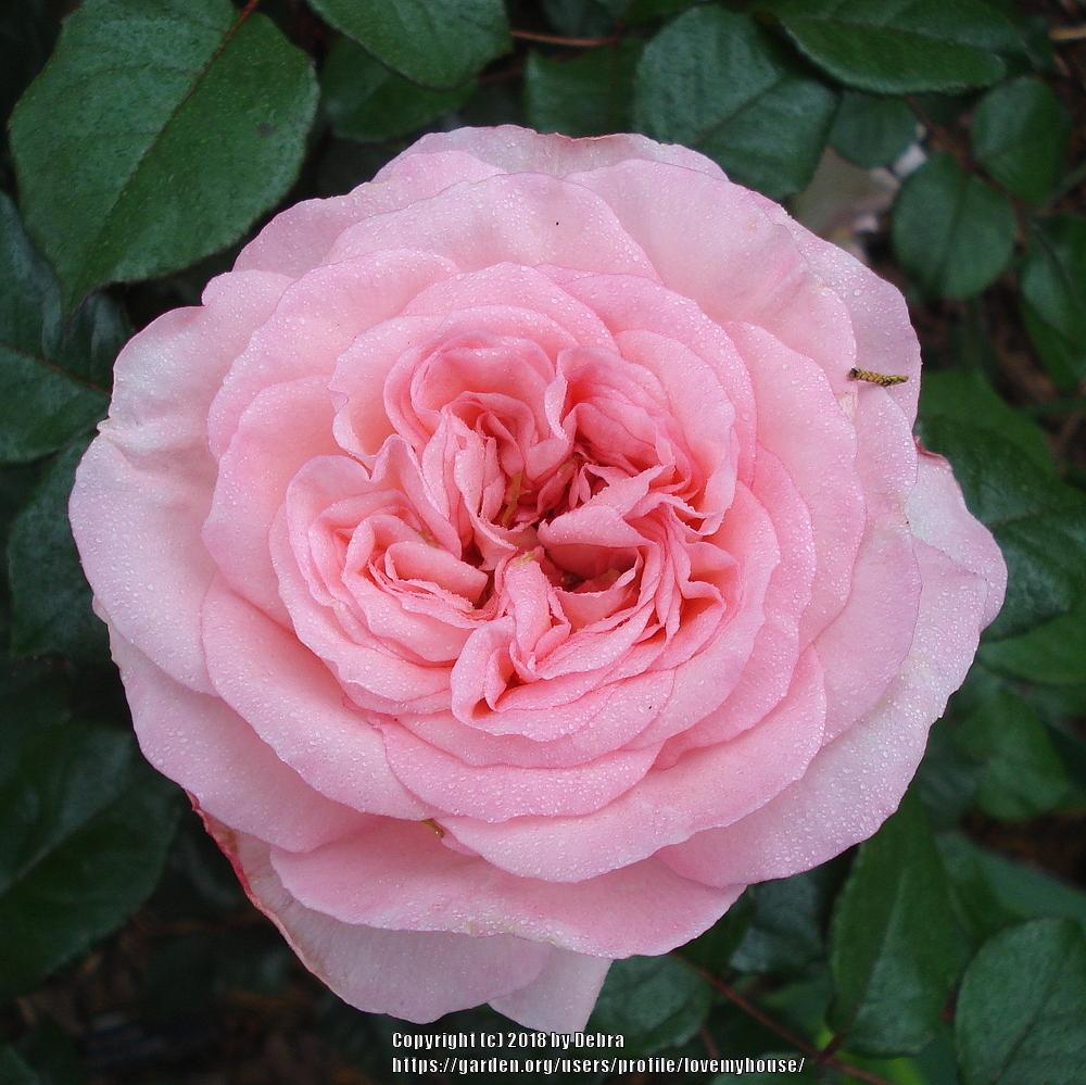 Photo of Rose (Rosa 'Savannah') uploaded by lovemyhouse