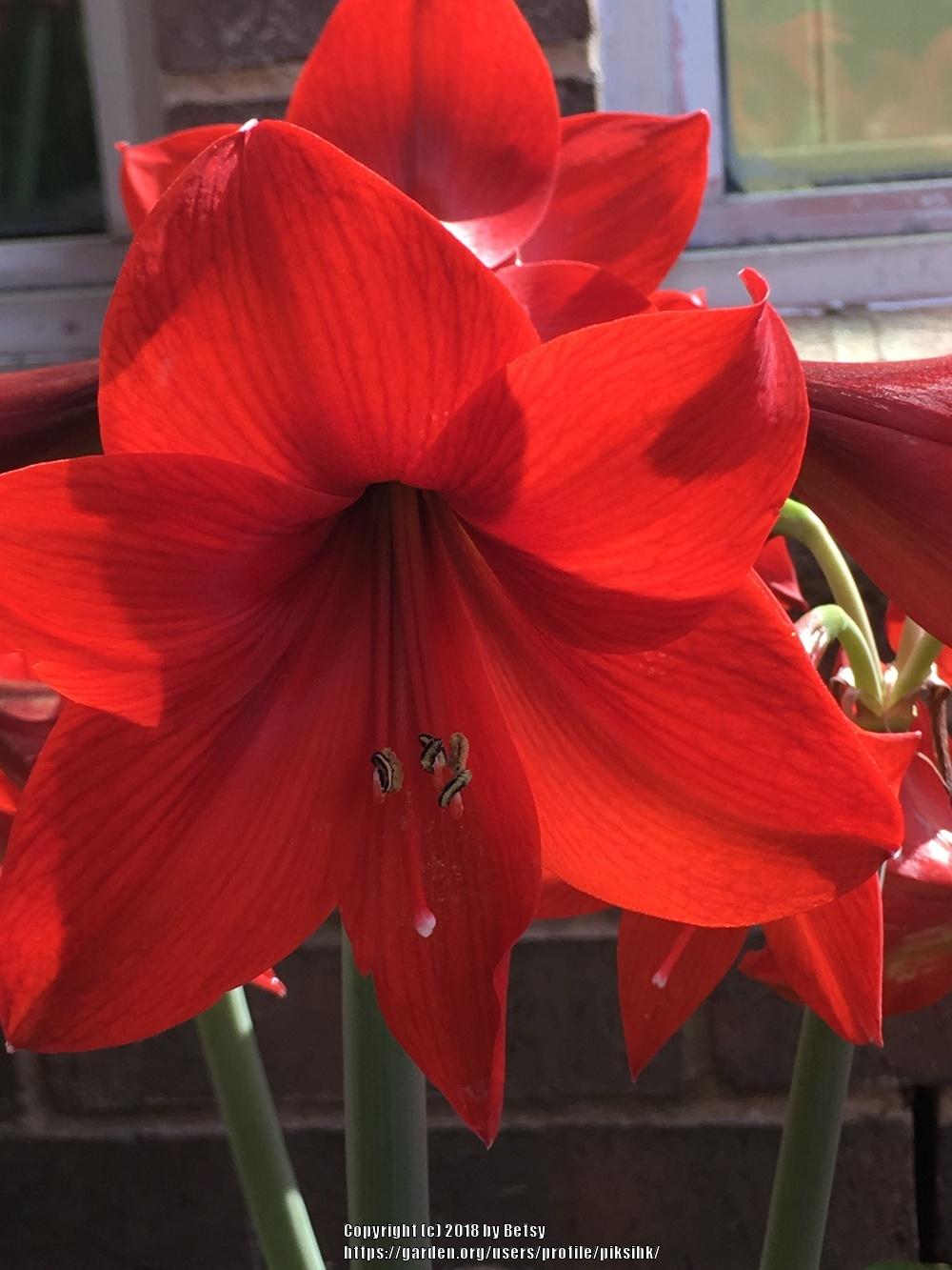 Photo of Amaryllis (Hippeastrum 'Red Lion') uploaded by piksihk