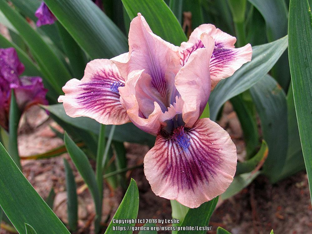 Photo of Standard Dwarf Bearded Iris (Iris 'Shindig') uploaded by Lestv