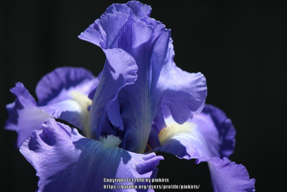 Photo of Tall Bearded Iris (Iris 'Victoria Falls') uploaded by pinkiris