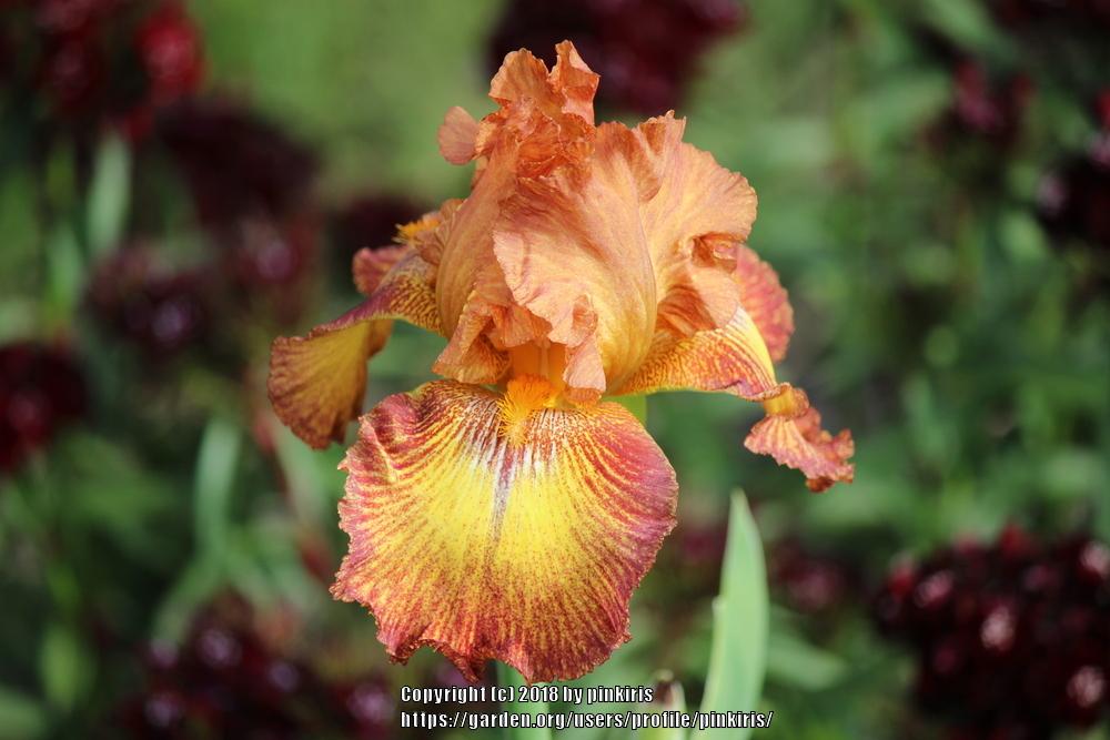 Photo of Tall Bearded Iris (Iris 'Lightning Streak') uploaded by pinkiris