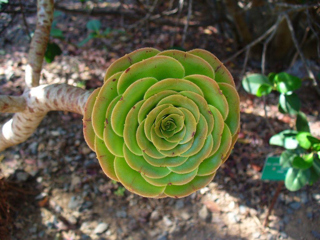Photo of Aeonium (Aeonium arboreum) uploaded by robertduval14