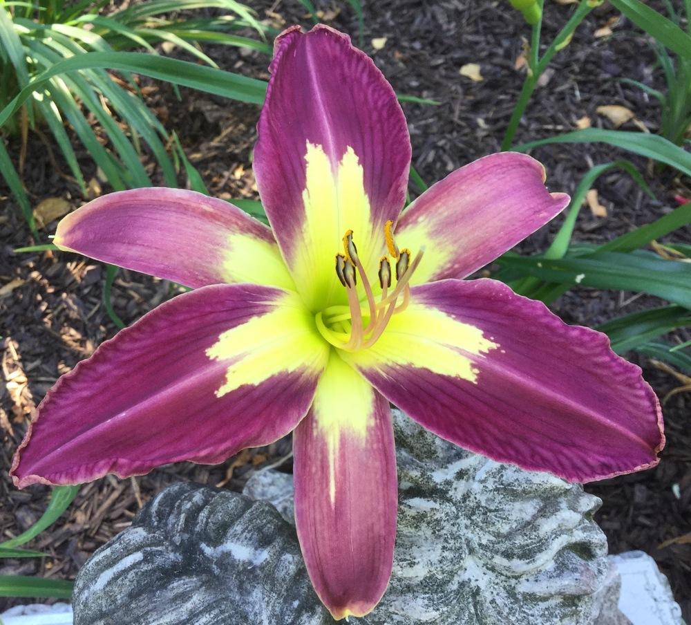 Photo of Daylily (Hemerocallis 'Star of India') uploaded by scflowers