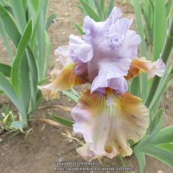 Location: Las Cruces, NM
Date: 2018-04-02
Tall Bearded Iris Cow Palace