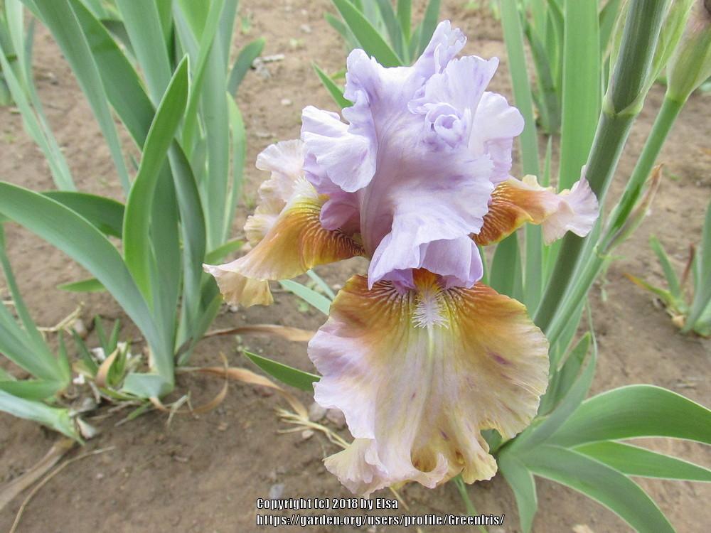 Photo of Tall Bearded Iris (Iris 'Cow Palace') uploaded by GreenIris