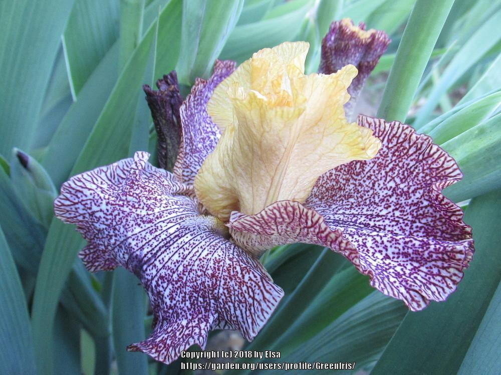 Photo of Tall Bearded Iris (Iris 'Temporal Anomaly') uploaded by GreenIris
