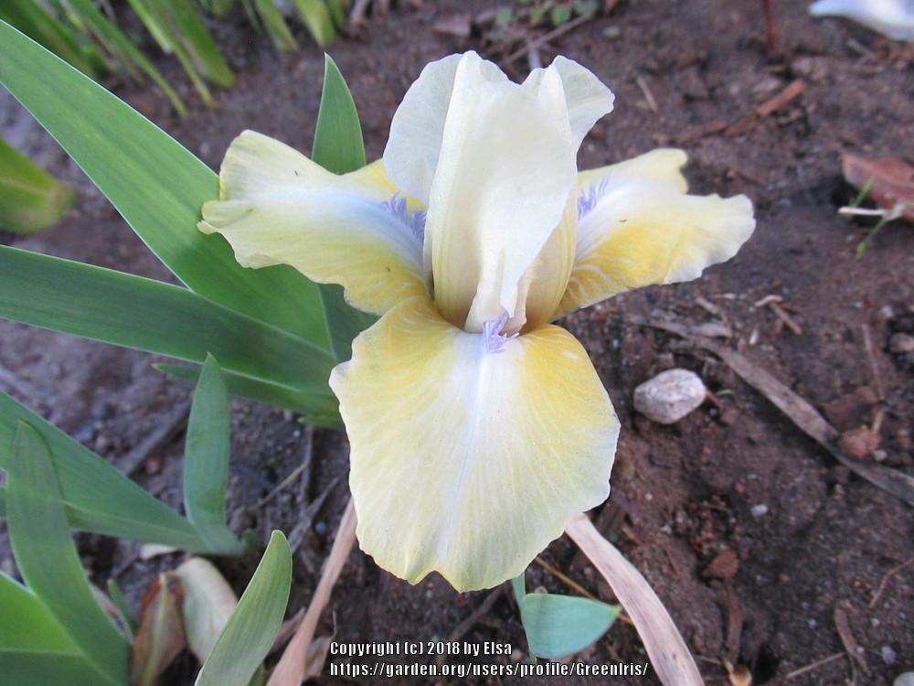 Photo of Standard Dwarf Bearded Iris (Iris 'Sarah Taylor') uploaded by GreenIris