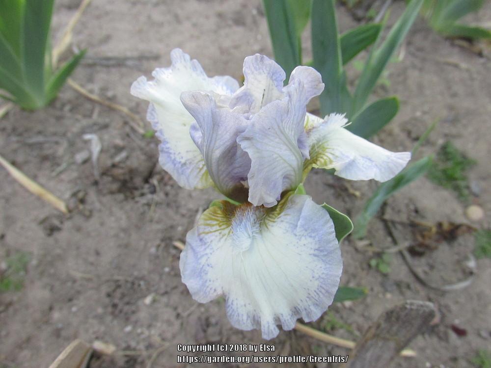 Photo of Standard Dwarf Bearded Iris (Iris 'Chubby Cheeks') uploaded by GreenIris