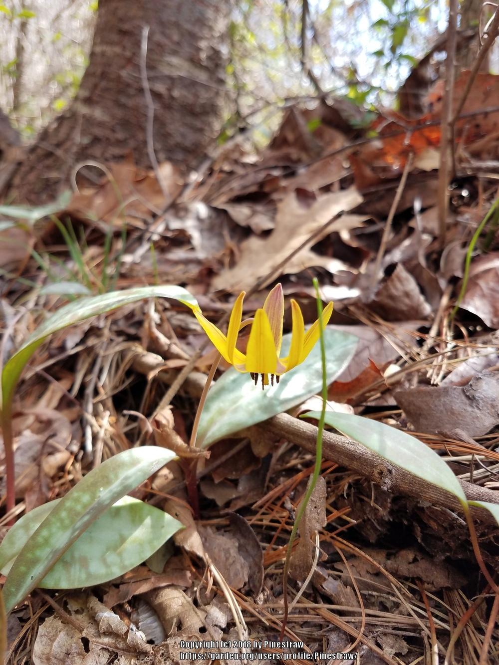 Photo of Trout Lily (Erythronium americanum) uploaded by Pinestraw
