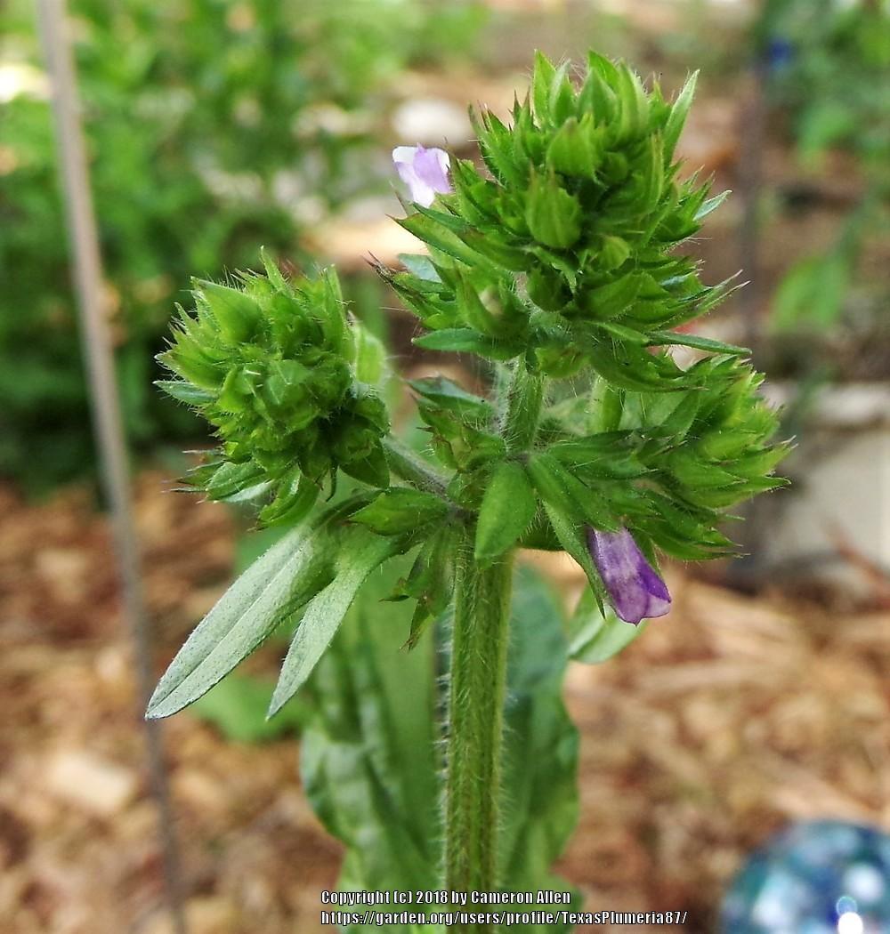 Photo of Lyreleaf Sage (Salvia lyrata) uploaded by TexasPlumeria87