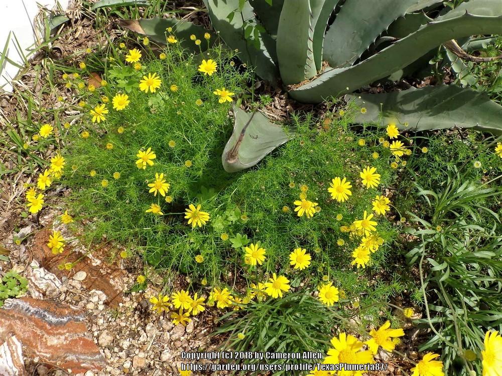 Photo of Dahlberg Daisy (Thymophylla tenuiloba) uploaded by TexasPlumeria87