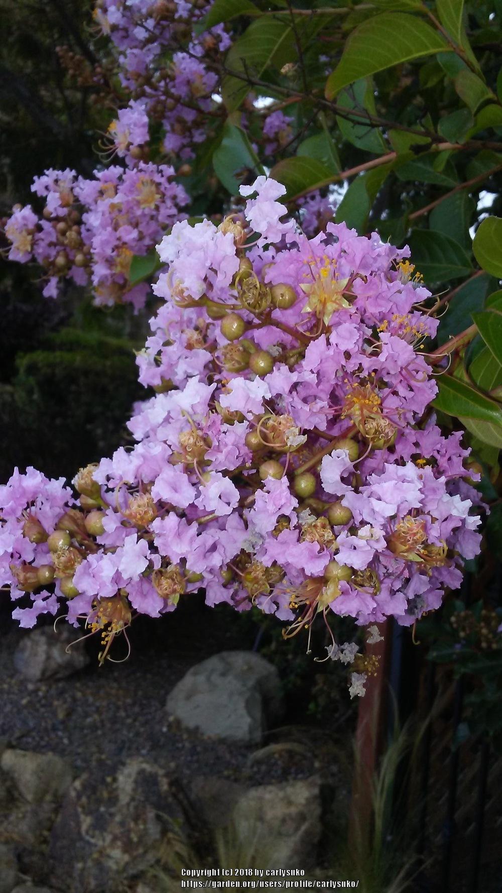 Photo of Crepe Myrtle (Lagerstroemia 'Muskogee') uploaded by carlysuko
