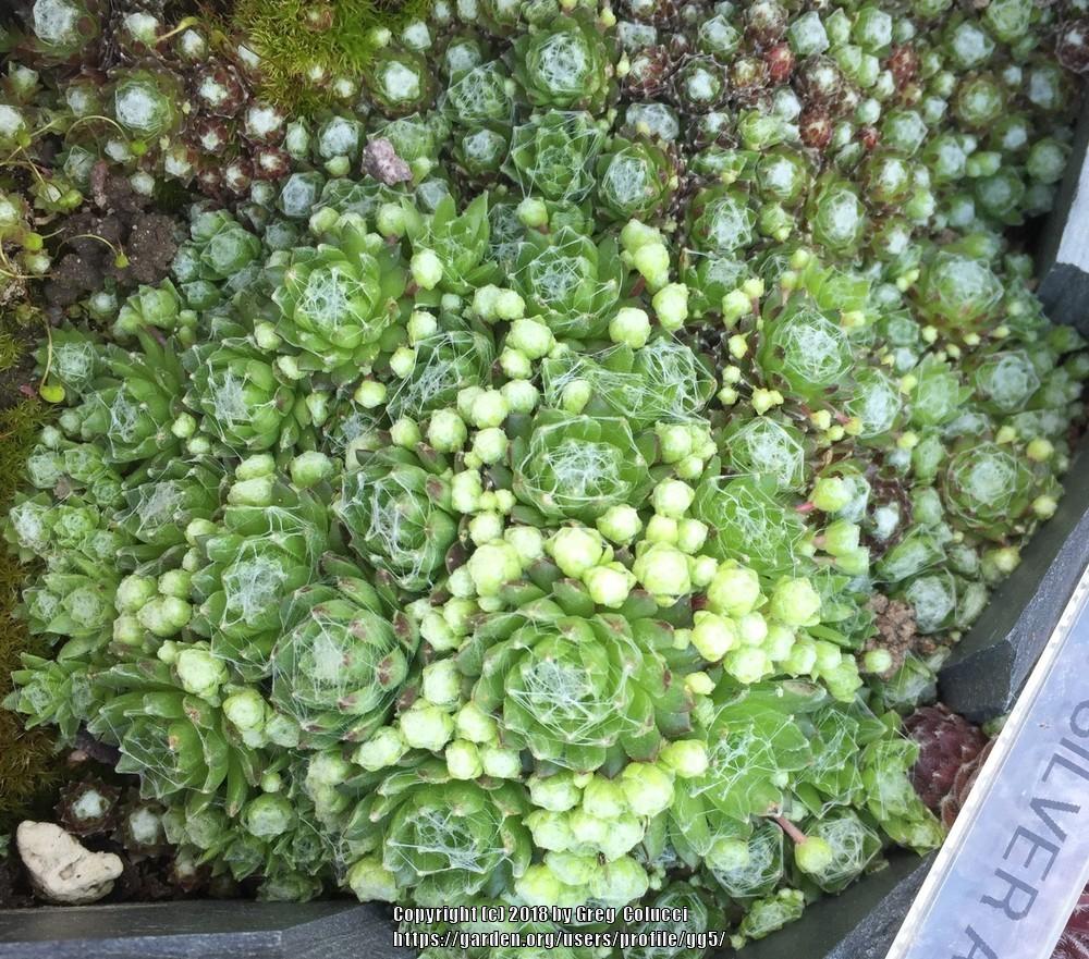 Photo of Hen and Chicks (Sempervivum 'Silver Angel') uploaded by gg5