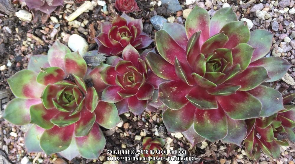 Photo of Hen and Chicks (Sempervivum 'Gay Jester') uploaded by gg5