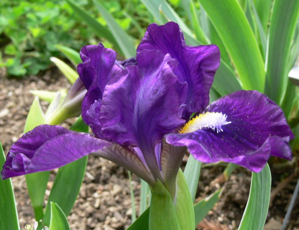 Photo of Standard Dwarf Bearded Iris (Iris 'Wish Upon a Star') uploaded by janwax
