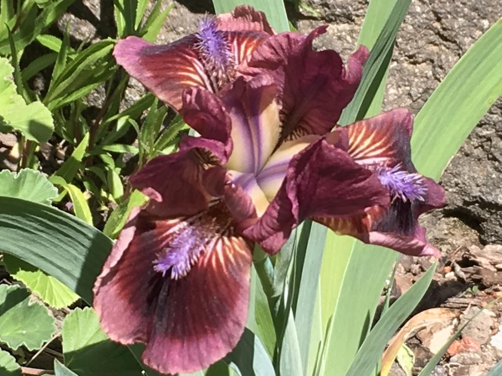 Photo of Standard Dwarf Bearded Iris (Iris 'Cat's Eye') uploaded by lilpod13