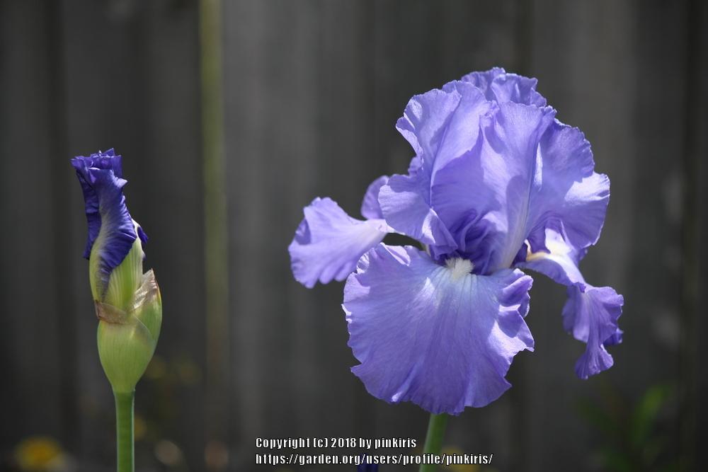 Photo of Tall Bearded Iris (Iris 'Victoria Falls') uploaded by pinkiris