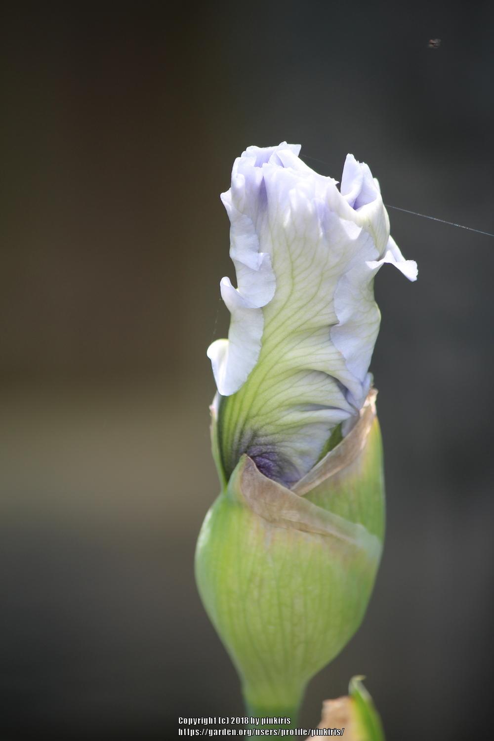Photo of Tall Bearded Iris (Iris 'Wintry Sky') uploaded by pinkiris