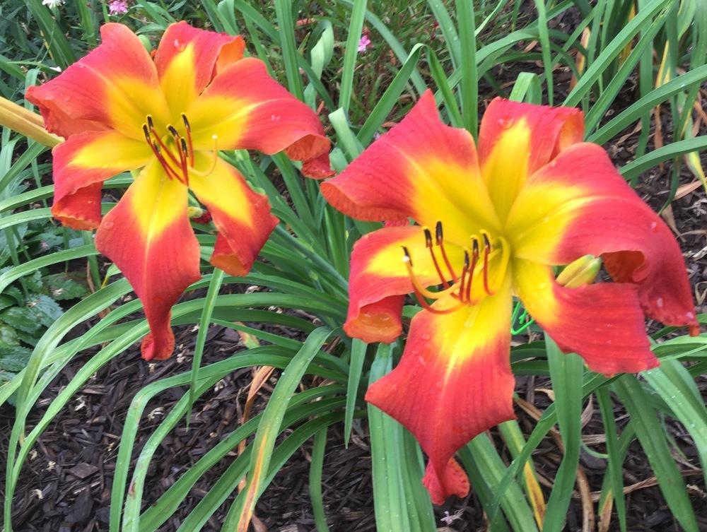 Photo of Daylily (Hemerocallis 'What's Up Down South') uploaded by scflowers