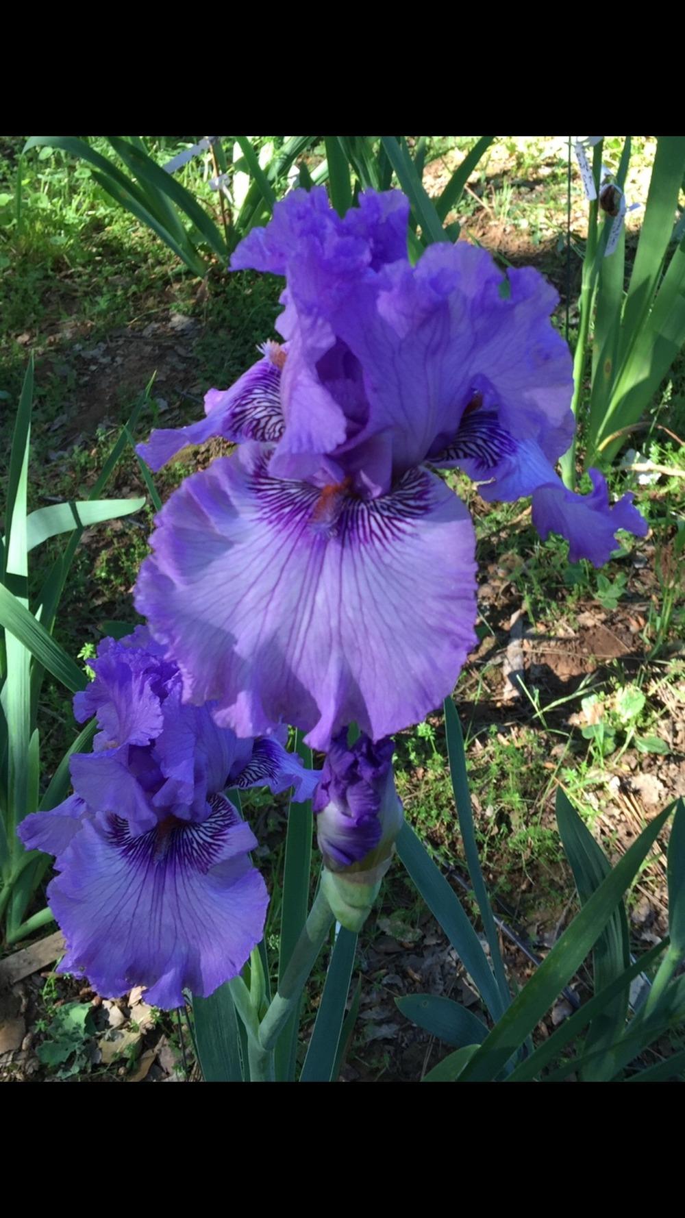 Photo of Tall Bearded Iris (Iris 'Sweet Geisha') uploaded by Charriet
