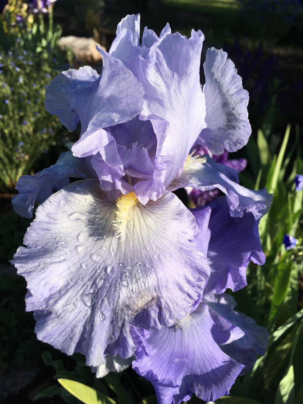 Photo of Irises (Iris) uploaded by Garden_Girl