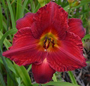 Photo of Daylily (Hemerocallis 'Red Rooster') uploaded by Joy