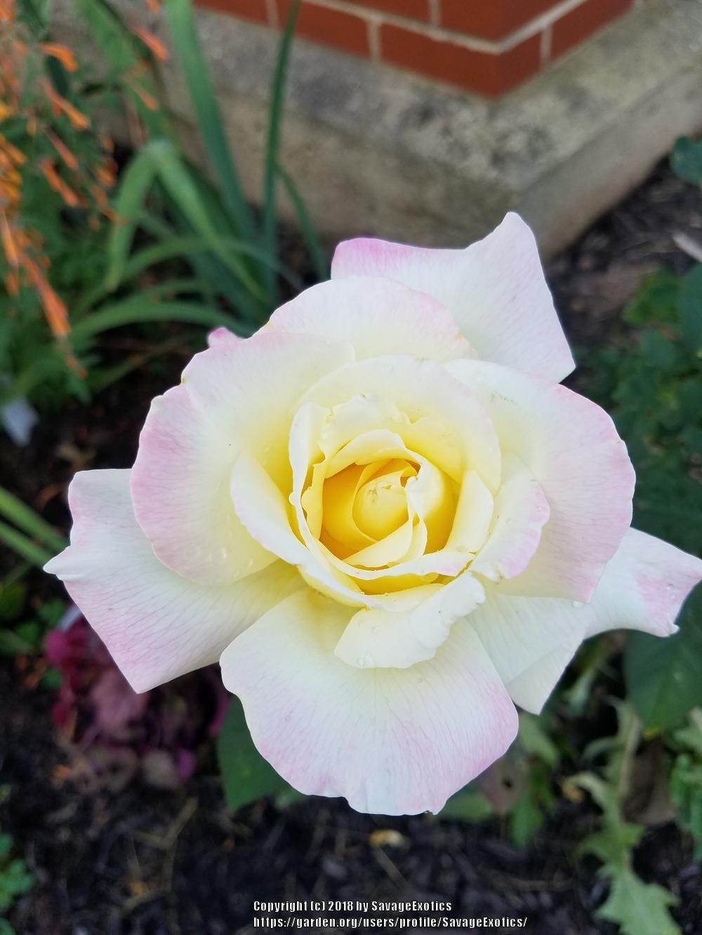 Photo of Hybrid Tea Rose (Rosa 'Garden Party') uploaded by SavageExotics
