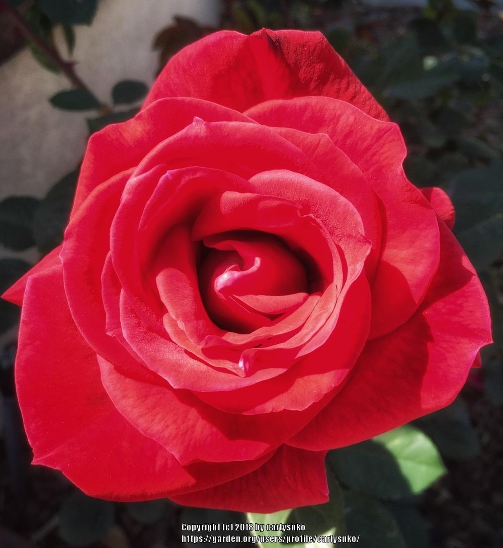 Photo of Hybrid Tea Rose (Rosa 'Mister Lincoln') uploaded by carlysuko