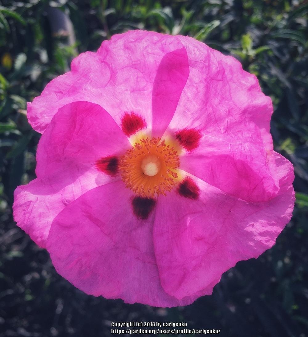 Photo of Purple-Flowered Rockrose (Cistus x purpureus) uploaded by carlysuko
