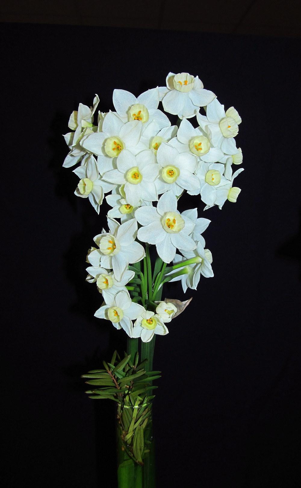 Photo of Tazetta Daffodil (Narcissus 'Scilly White') uploaded by jmorth