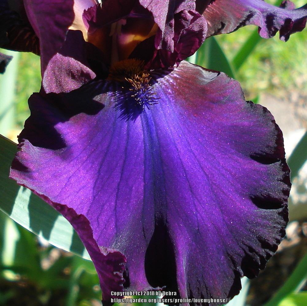 Photo of Tall Bearded Iris (Iris 'Grape Expectations') uploaded by lovemyhouse