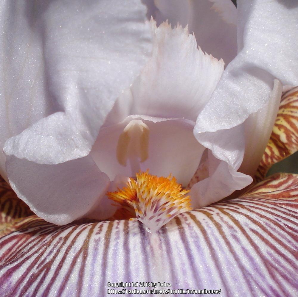 Photo of Tall Bearded Iris (Iris 'Sharp Edge') uploaded by lovemyhouse