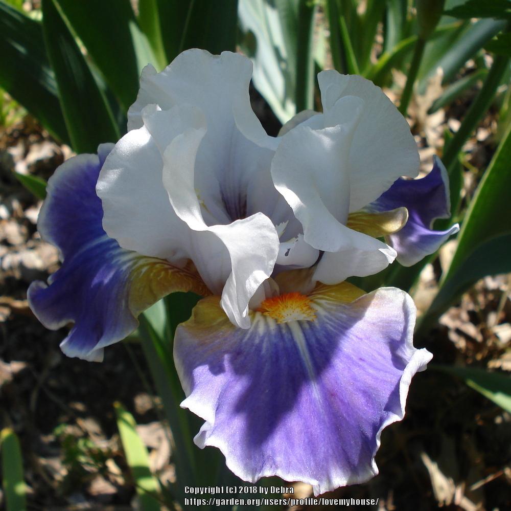 Photo of Intermediate Bearded Iris (Iris 'Dazzling') uploaded by lovemyhouse