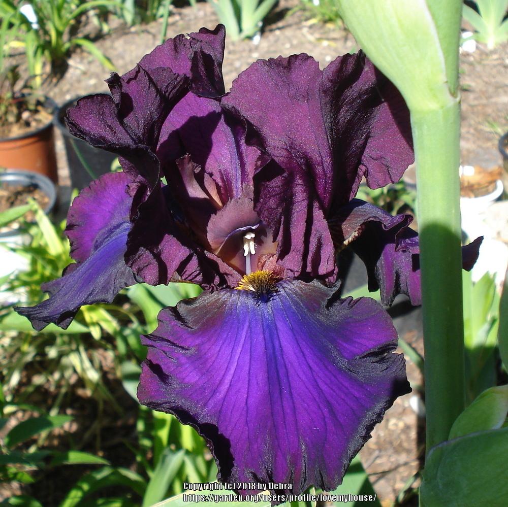 Photo of Tall Bearded Iris (Iris 'Grape Expectations') uploaded by lovemyhouse
