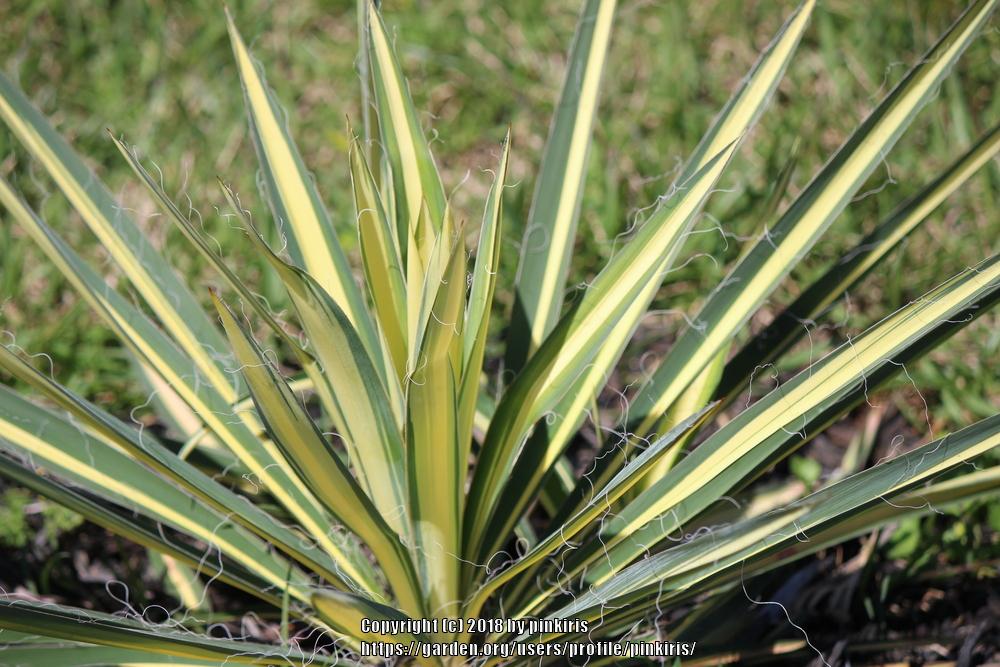 Photo of Adam's Needle (Yucca filamentosa 'Color Guard') uploaded by pinkiris