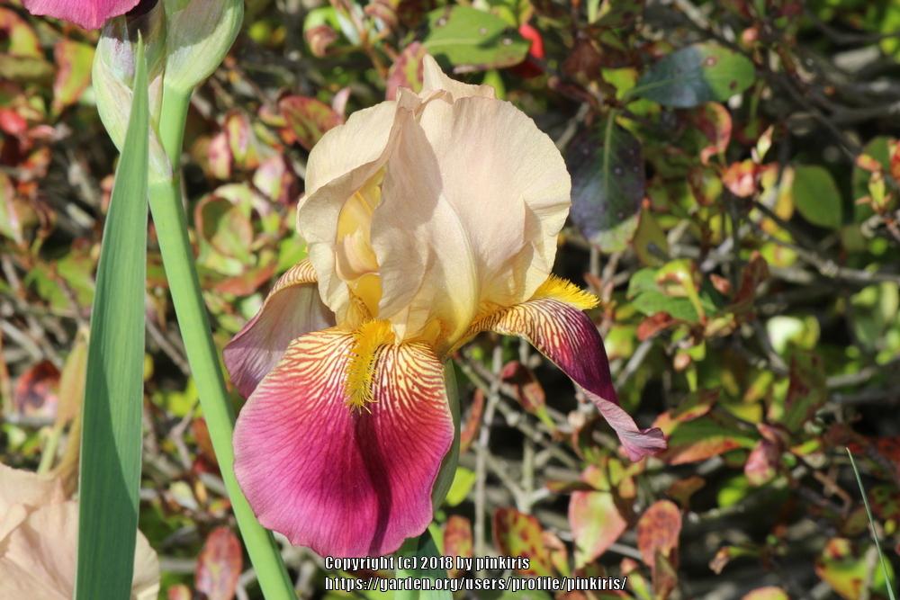 Photo of Tall Bearded Iris (Iris 'Radiant') uploaded by pinkiris