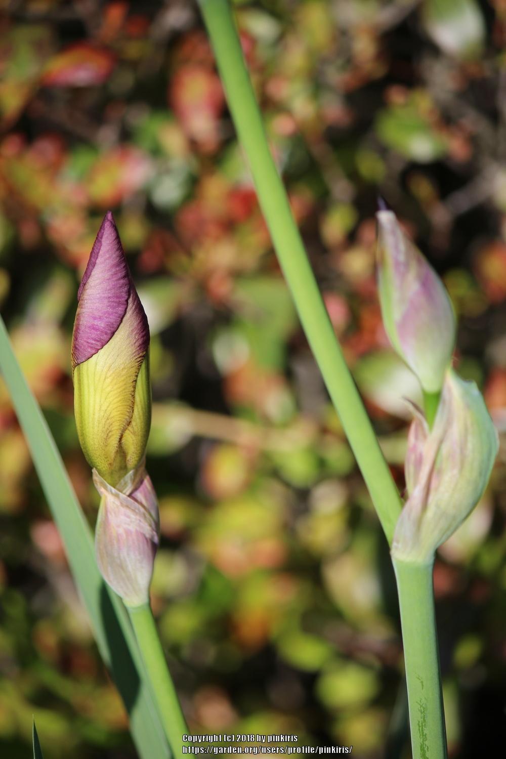 Photo of Tall Bearded Iris (Iris 'Radiant') uploaded by pinkiris