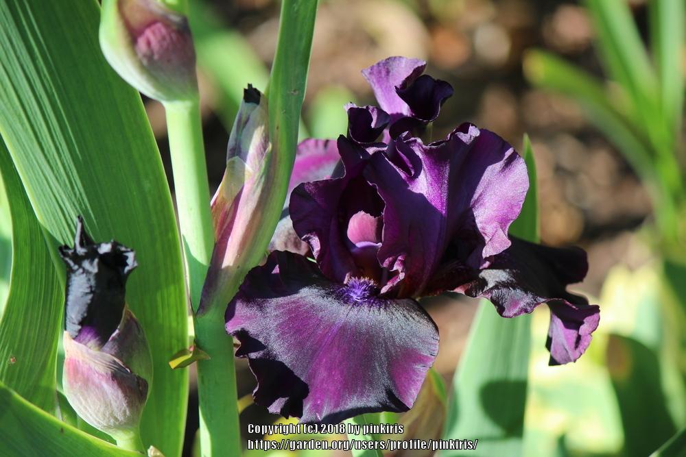 Photo of Tall Bearded Iris (Iris 'Dusky Challenger') uploaded by pinkiris