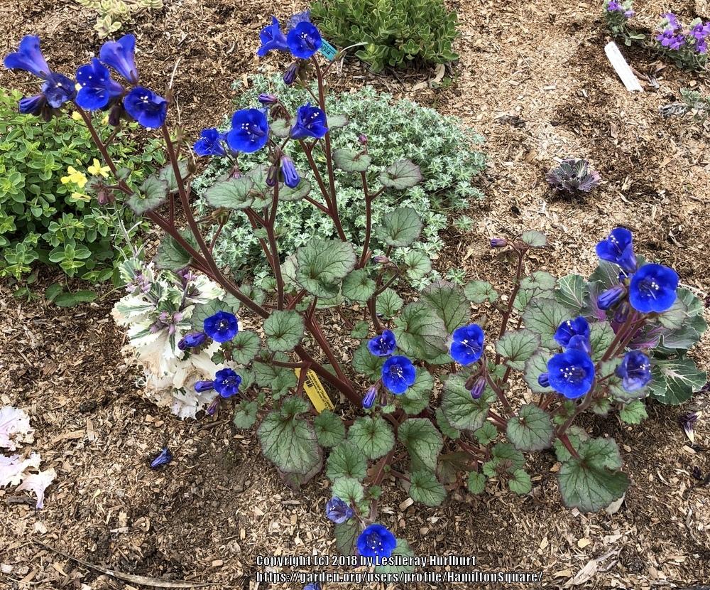 Photo of California Bluebells (Phacelia campanularia) uploaded by HamiltonSquare