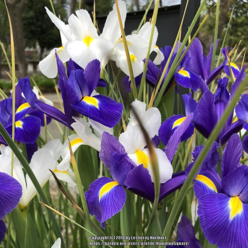 Photo of Dutch Iris (Iris x hollandica 'Blue Magic') uploaded by HamiltonSquare