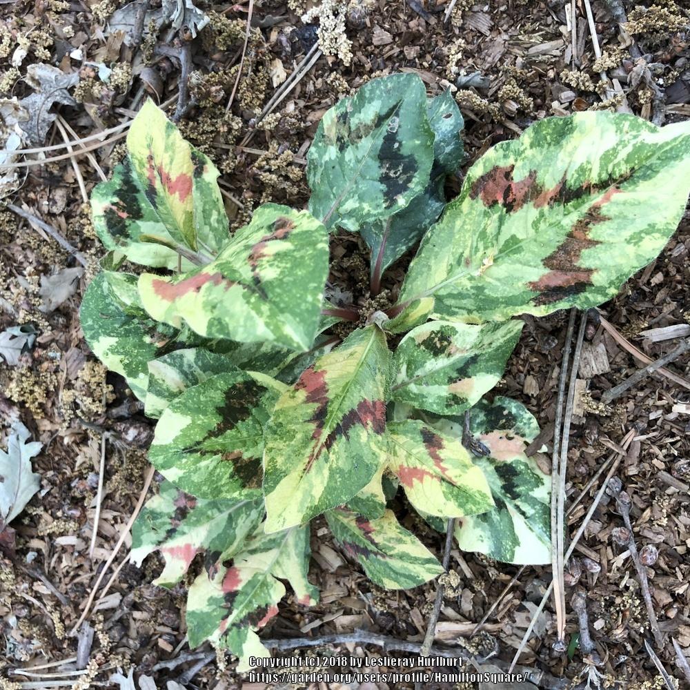 Photo of Variegated Knotweed (Persicaria virginiana 'Painter's Palette') uploaded by HamiltonSquare