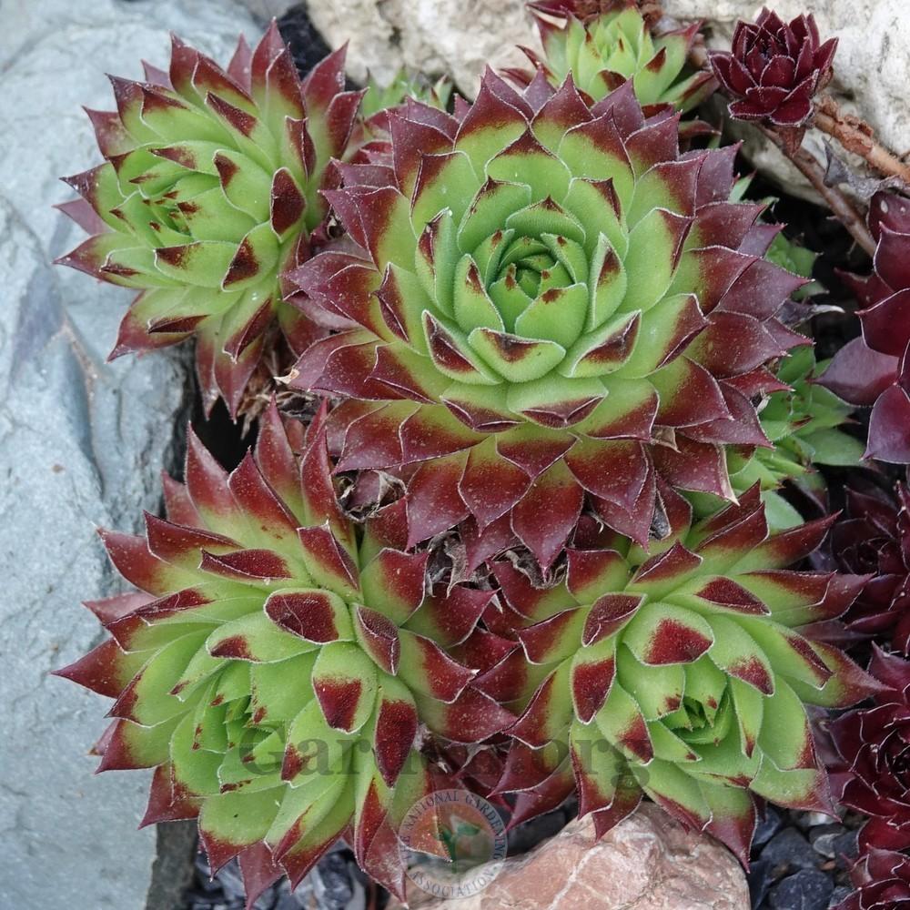 Photo of Hen and Chicks (Sempervivum 'Feuerrad') uploaded by Patty