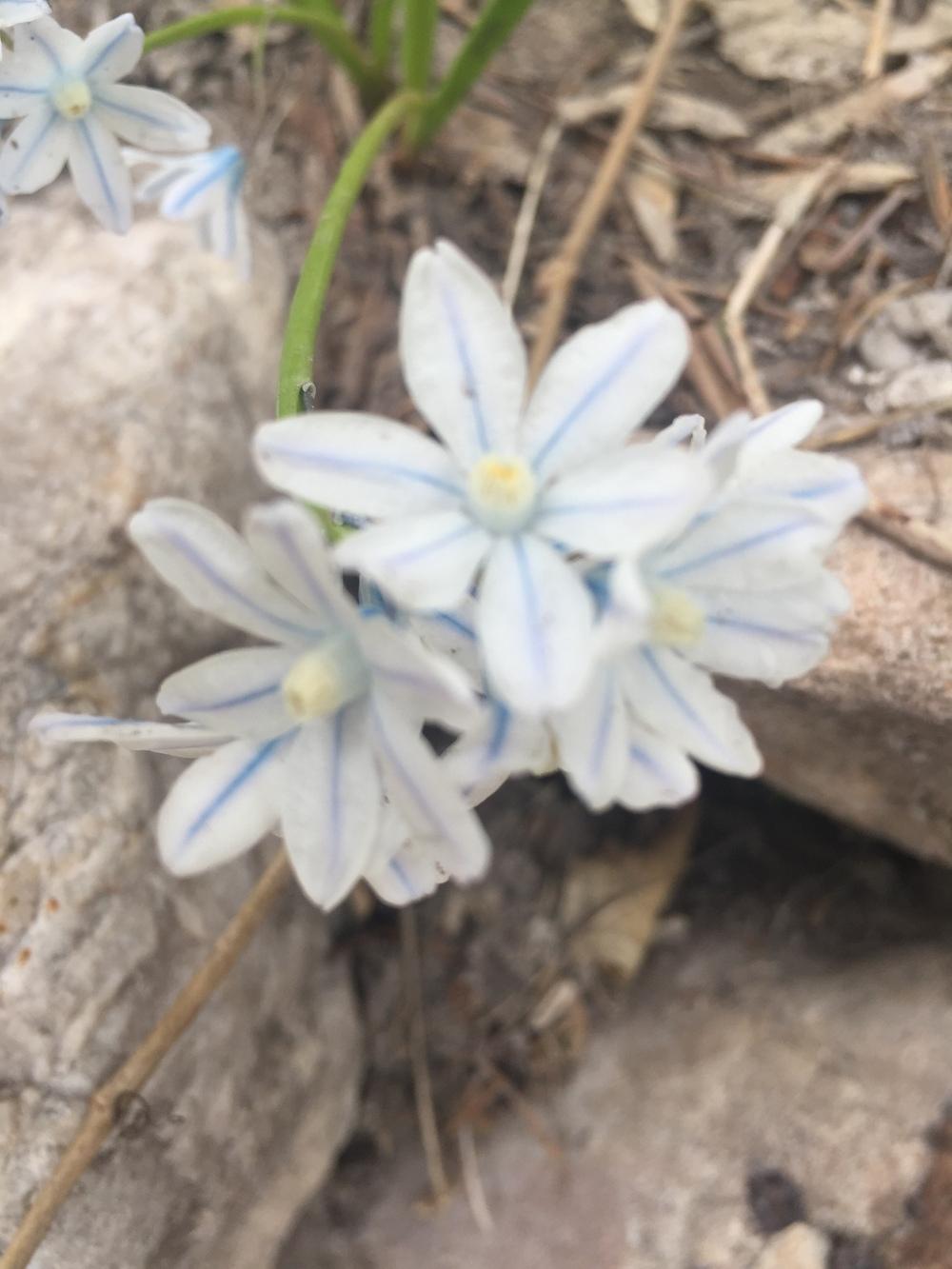 Photo of Striped Squill (Puschkinia scilloides) uploaded by SpringGreenThumb